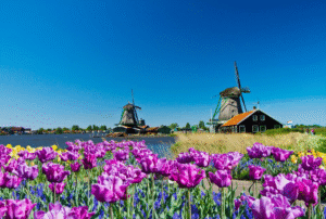 1A Vista MS VistaNeo Schnupperreise Holland Impressionen4